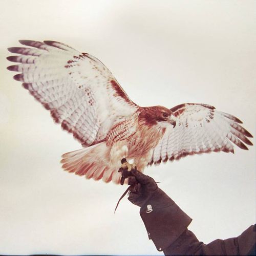 Wild Birds [LP] - VINYL_0