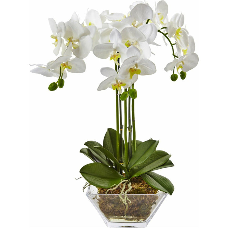 Triple Phalaenopsis Orchid in Glass Vase_0